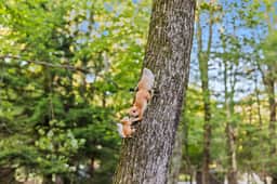 The Woodland Escape